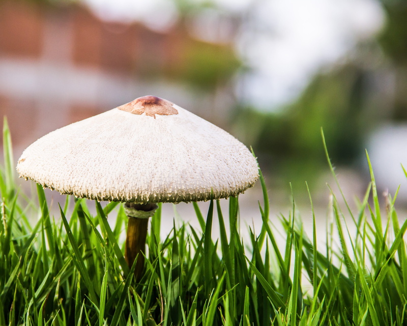 freshness, toadstool, growth, food, green color, day, focus on foreground, tranquility, plant, small, grass, beauty in nature, field, outdoors, vegetable