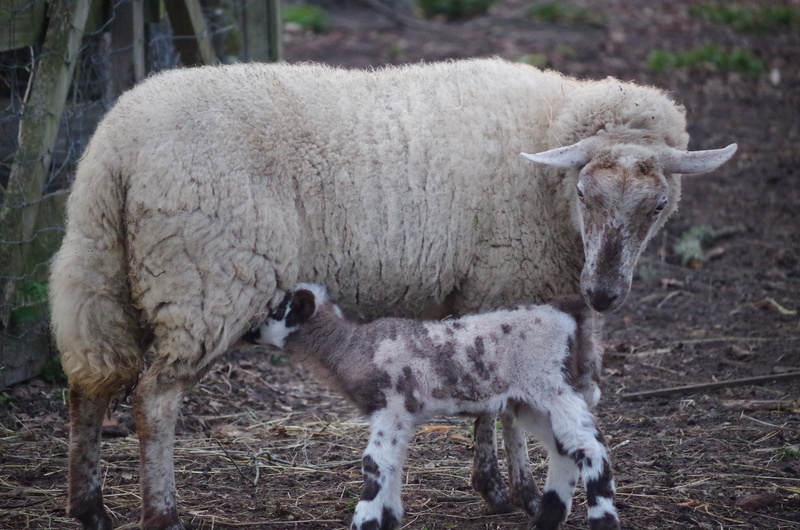field, herbivorous, sheep, animal, young animal, vertebrate, animal family, agro-industry, no people, 4K, nature, animal themes, domestic animals, standing