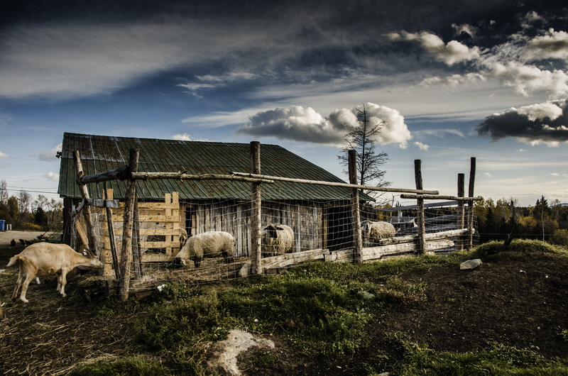 animal themes, livestock, cloud - sky, charlevoix, no people, field, building, sheep, vertebrate, herbivorous, 4K, mountain, browse, group of animals