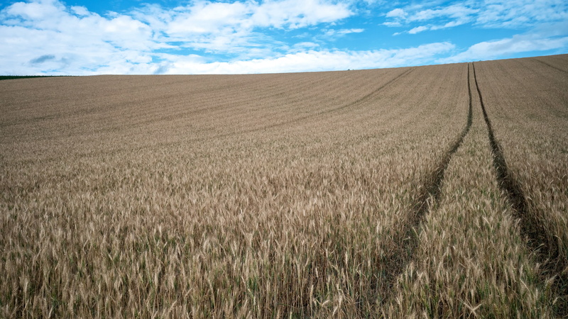field, landscape, Agro (Plants), plants, 4K, outdoors