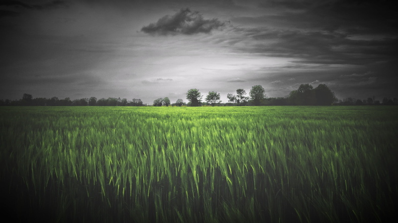 2K, Agro (Plants), sky, landscape, plants, outdoors