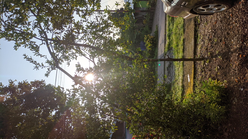 nature, Agro (Plants), landscape, planes, nature of fear, good, plants, sun bathing, green chair, Planthouse, green background, morning, Natures Prophet