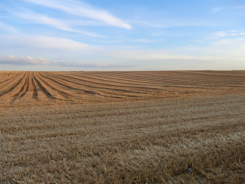 day, farm, landscape, environment, tranquil scene, rural scene, no people, outdoors, field, land, rural, agriculture, plantation, tranquility, horizon