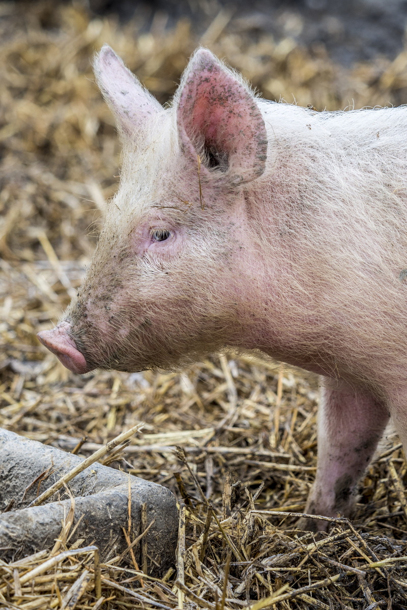 young, profile view, domestic animals, rural, 4K, cute, piglet, livestock, pig, no people, mammal, animal themes, animal, pets, agro-industry, day, farm