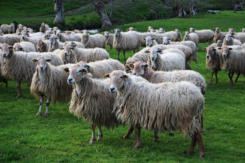 5K, herbivorous, wool, grass, animal themes, agro-industry, animal, land, group of animals, domestic animals, irissarry, sheep, lawn, basque country, large group of animals