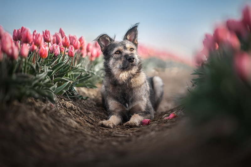 dog, pink flowers, 1080P, Agro (Plants), mammals, flowers, tulips, animals, plants