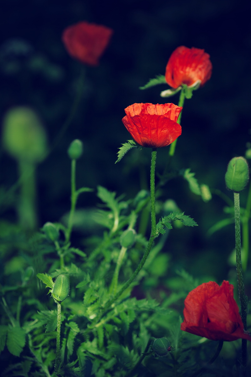 freshness, flowering plant, plant, green color, no people, outdoors, vulnerability, beauty in nature, bloom, close-up, flora, inflorescence, focus on foreground