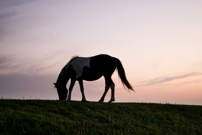 no people, equestrian, plant, field, livestock, animal wildlife, full length, sunset, eating, animal themes, black, environment, dom, agriculture, silhouette