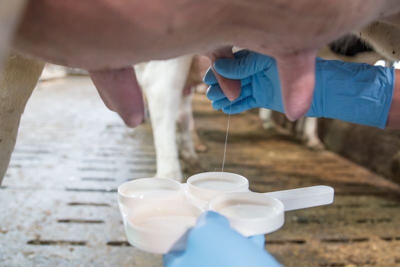 beef, holding, day, pouring, surgical glove, udder, human hand, close up, teat, human body part, indoors, drink, pitcher - jug, animal product, hof, cows udder
