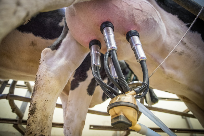 beef, 5K, udder, milk cow, low angle view, animal body part, domestic animals, focus on foreground, ruminant, close up, vollmilch, cows udder, firm, close-up