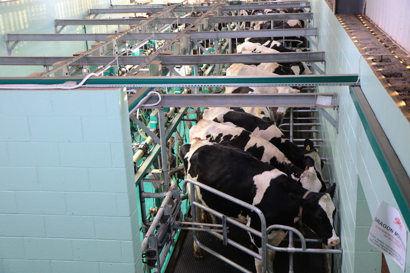 no people, herd, indoors, built structure, domestic, product, cow, parlor, railing, industry, 5K, group of animals, modern, in a row, livestock, agriculture