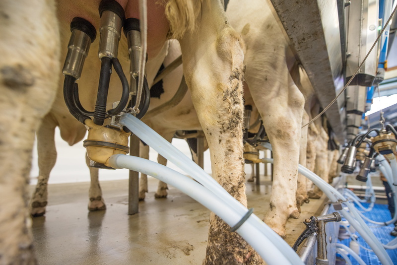 livestock, close up, udder, animal, day, indoors, milk production, animal product, hof, animal body part, focus on foreground, mammal, cow, cows milk, agriculture