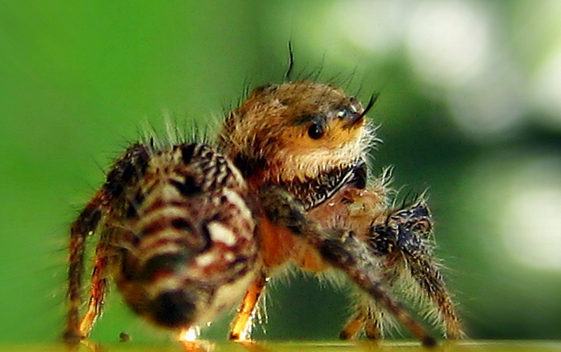 animal, wildlife, photography, black spider, carnivore, tilt, tilt shift photography, wish I, close-up, Superstar, Its Me Again, 2K, black, arachnid, insect