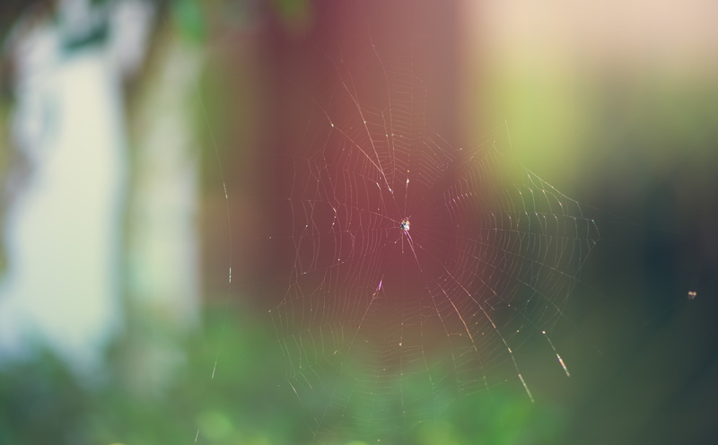 animal themes, 5K, spider web, animal, intricacy, arthropod, selective focus, Spider, wet, dew, Outdoor, Animals, day, complexity, Spiderweb, outdoors