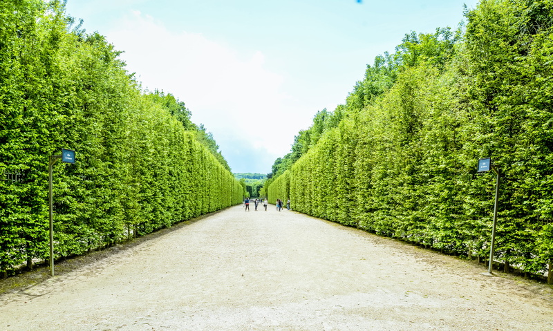 road, scenics - nature, green color, france, direction, walking, real people, tree, footpath, versailles, hedge, château de versailles, tranquil scene