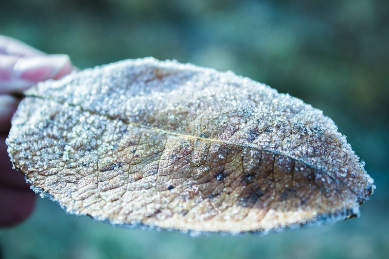 ice, frost, leaves, 2K