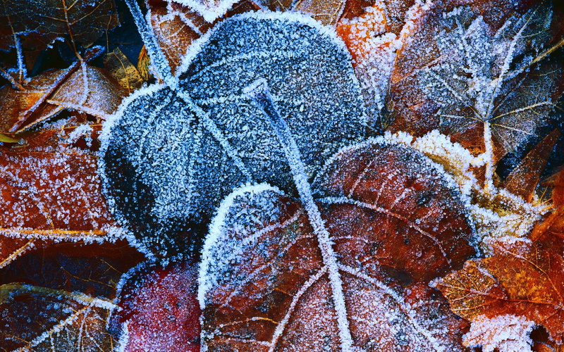 photography, winter, leaves, nature, 2K, frost