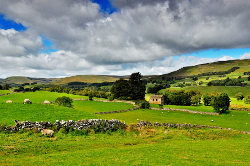 clouds, no people, tree, The Yorkshire Dales, nature, 1080P, domestic animals, Park, Northern England, mammal, trees, domestic, scenics - nature, green color