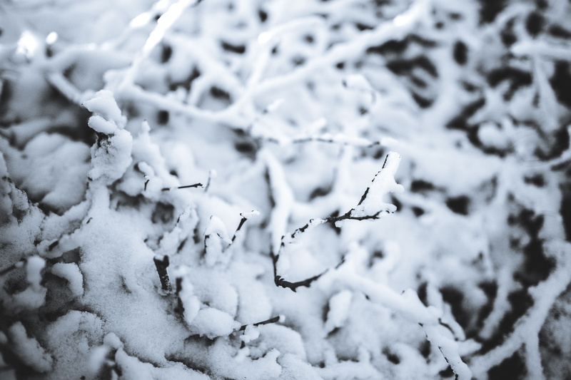 pine, leaves, white color, selective focus, nature, blizzard, close-up, tranquility, plant, focus on foreground, cold temperature, no people, extreme weather