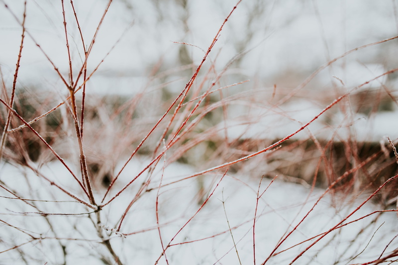leaves, cold temperature, branch, tranquility, tree, cold, outdoors, focus on foreground, close-up, nature, pine, day, dead plant, 5K, snowy, plant, non-urban scene