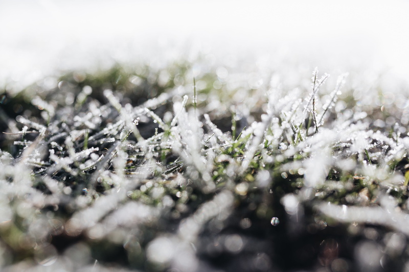 snow, nature, cold temperature, outdoors, covered, morning, selective focus, environment, grass, 4K, day, nobody, close-up, christmas, macro, ze, plant