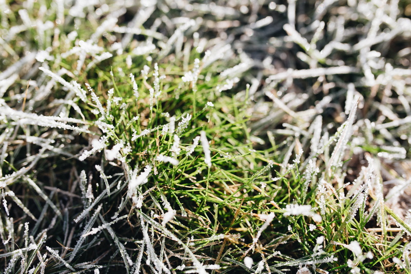 coniferous tree, land, plant, nature, no people, field, winter, beauty in nature, ice, leaf, green color, 5K, fir tree, outdoors, twig, day, plant part