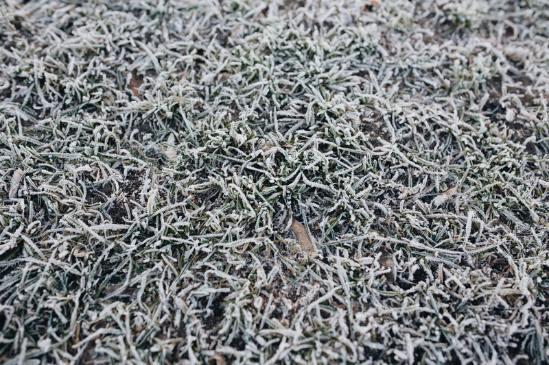 animal, ze, plant, 5K, covered, morning, frost, textured, abundance, land, pattern, backgrounds, selective focus, nobody, frozen, cold, dry, high angle view