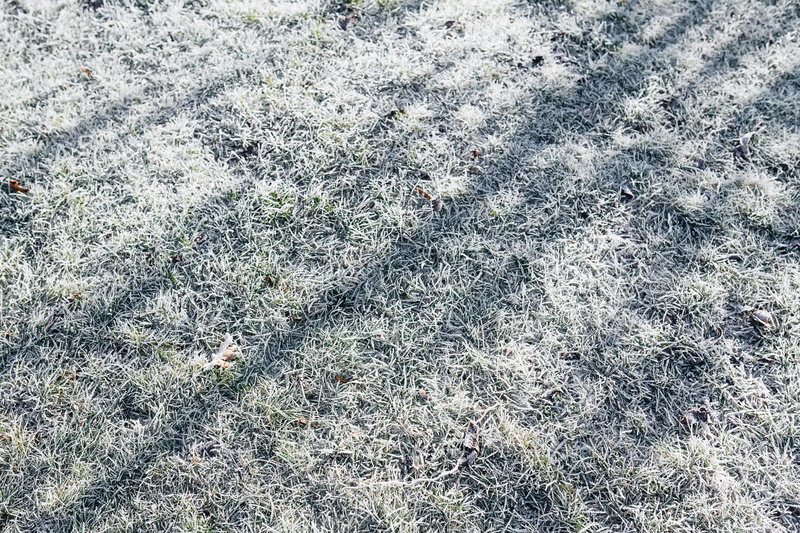 field, covered, close-up, frost, outdoors, morning, cold, plant, 5K, frozen, leaf, cold temperature, high angle view, directly above, land, grass, backgrounds