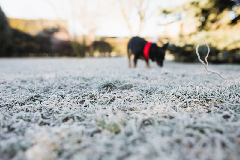 cold temperature, nobody, animal themes, 5K, ze, outdoors, pets, domestic, frozen, winter, cold, no people, morning, mammal, vertebrate, walking, domestic animals