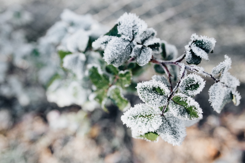 close-up, nobody, day, plant, pine tree, fir tree, frost, blizzard, selective focus, frozen, plant part, detail, tree, coniferous tree, nature, leaves