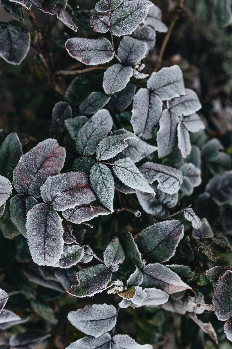 flower, freshness, field, day, beauty in nature, growth, frozen, plant part, frost, tree, detail, winter, no people, closeup, cold temperature, land, 5K