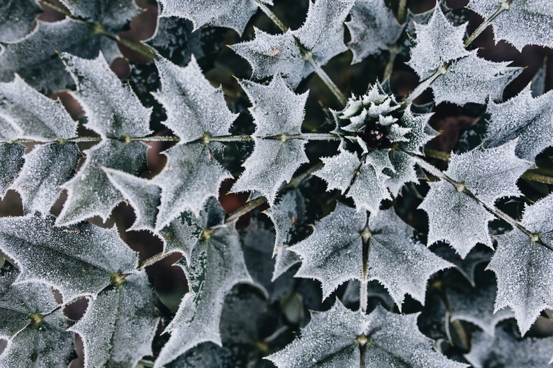 cold, full frame, close-up, covered, cold temperature, plant part, snow, day, vulnerability, outside, pattern, plant, leaves, nature, winter, outdoors
