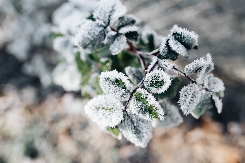 cold, closeup, ice, detail, pine tree, day, white color, beauty in nature, frost, cold temperature, close-up, frozen, winter, plant, focus on foreground