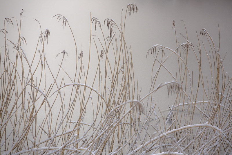 water, nature, sky, dry, zen, beauty in nature, reed, winter magic, landscape, tranquil scene, photography, frozen, outdoors, timothy grass, closeup, marram grass