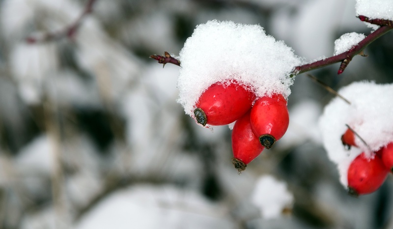 white color, snowing, berry fruit, healthy eating, winter, powder snow, fruit, 5K, cold temperature, tree, wintry, extreme weather, ice, no people, day