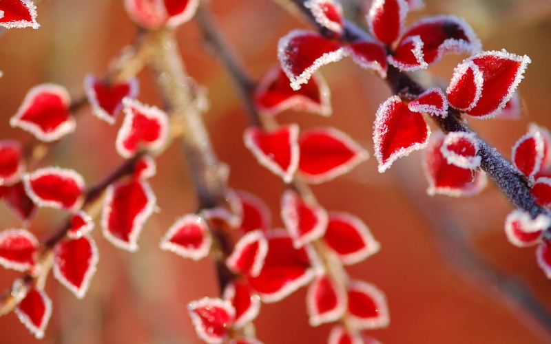 winter, food and drink, outdoors, tree, day, rowanberry, snow, fruit, frost, ice, ripe, 1080P, no people, close-up, beauty in nature, food, focus on foreground