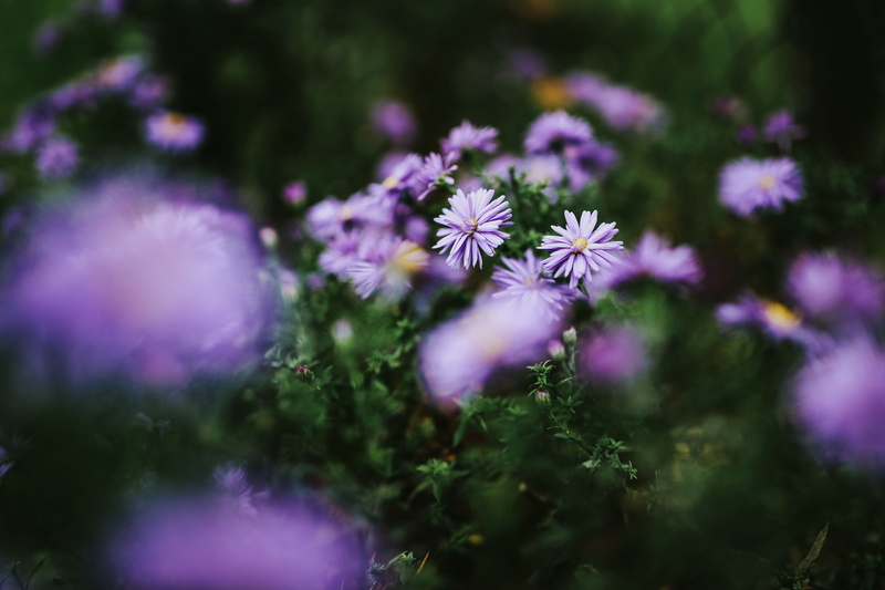 day, inflorescence, 5K, flower head, freshness, outdoors, field, close-up, petal, macro, plant, defocused, ups, nature, close-ups, summer, close, vulnerability