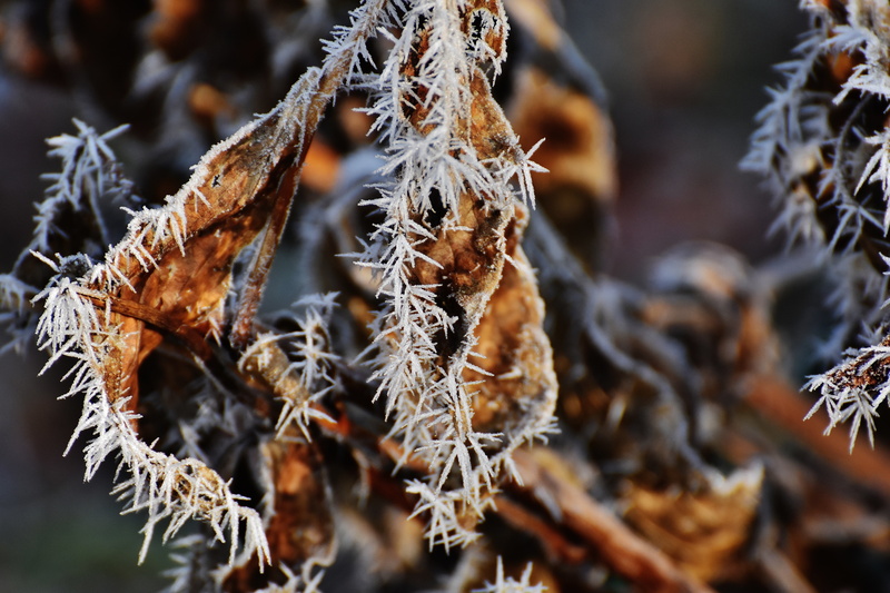 winter, coniferous tree, plant part, botany, macro, wilted plant, dead plant, cold temperature, cold - Temperature, vulnerability, leaf, ice Crystal, no People