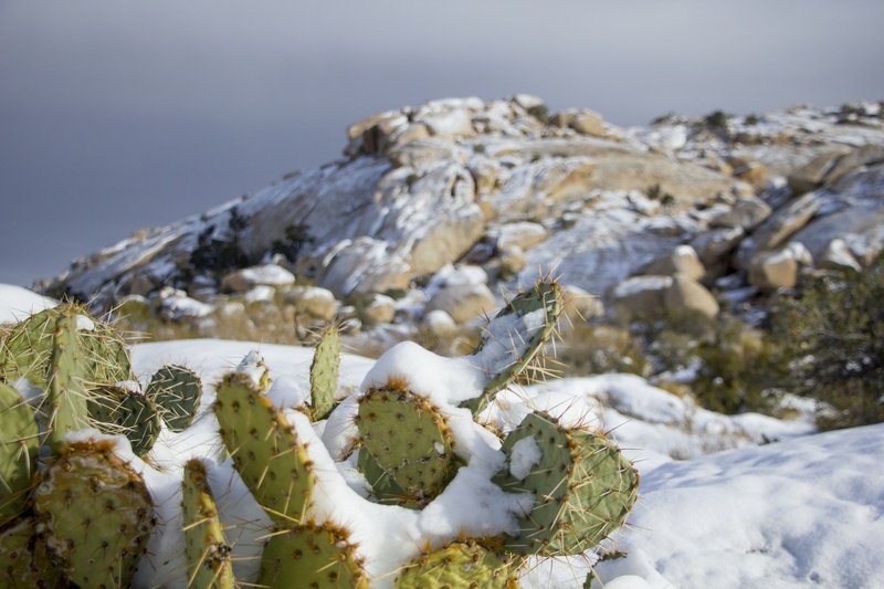 landscape, outdoors, ice, no people, california, day, growth, beauty in nature, wilderness, snow, cactus, close-up, winter, environment, white color, rock - object