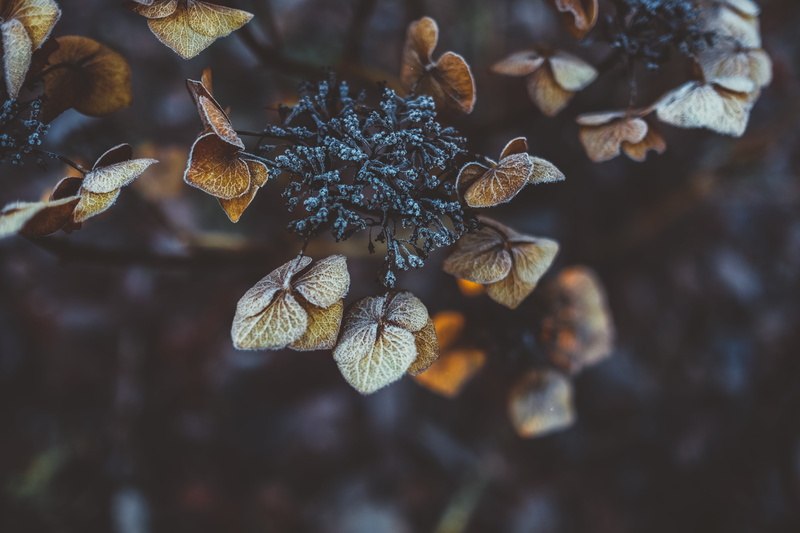 brown, snow, macro, wilted plant, tranquility, ice, food, focus on foreground, high angle view, leaf, leaves, nature, flowers, tree, winter, plant, season