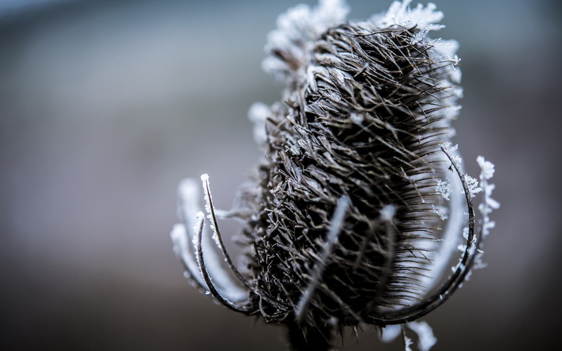 branches, silver colored, plants, snow, ice, selective focus, feather, close-up, winter, dead plant, white, brown, tranquility, no people, day, frozen