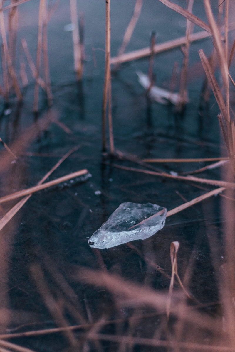 water, pollution, white, nature, focus on foreground, day, vegetation, 5K, bird, fresh, stalk, plant, close, body, frozen, winter, marsh, stone, block