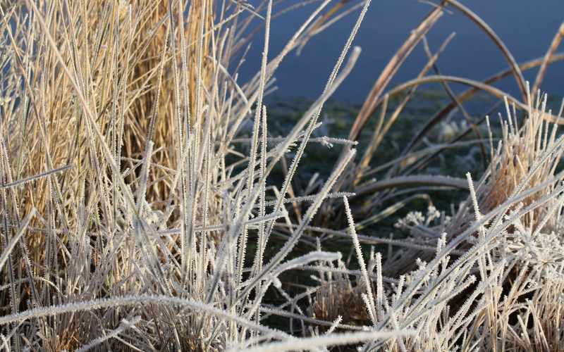 grass, 1080P, beauty in nature, white, nature, field, winter, frost, plant, land, thistles, snow, dead plant, cold temperature, marram grass, dry, ice