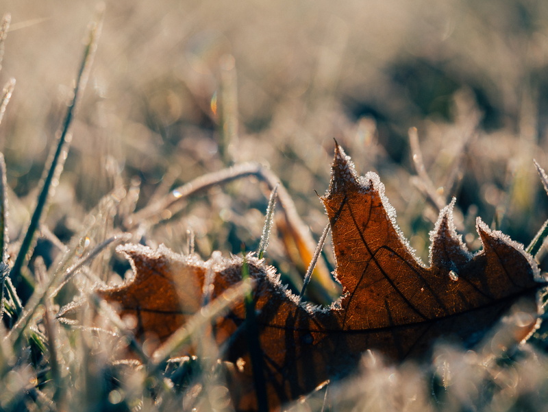 maple leaf, frost, change, macro, beauty in nature, frozen, cold temperature, winter, no people, grass, selective focus, dry, snow, brown, selective, outdoors