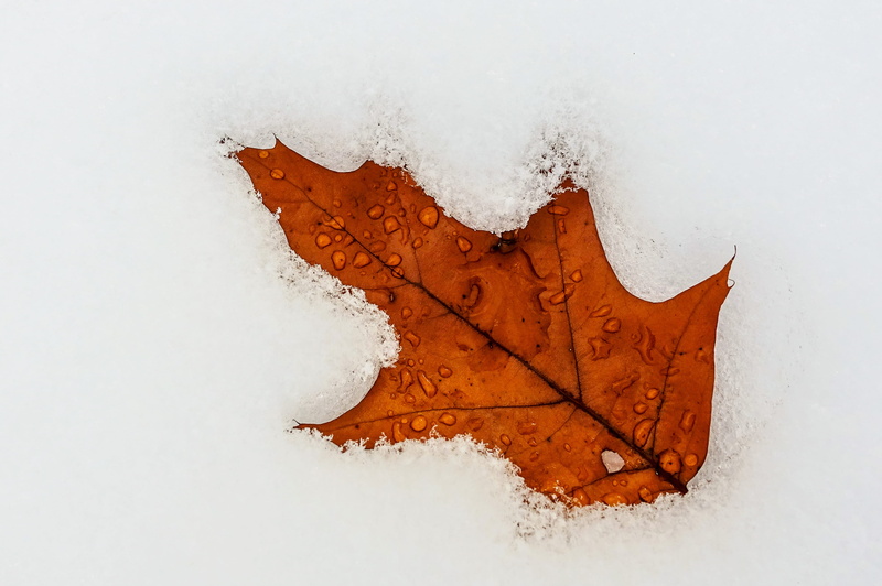 winter, snow, white color, orange, no people, nature, plant part, change, ice, outdoors, cold temperature, day, raindrop, frozen, close-up, natural condition