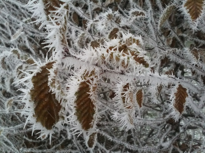 high angle view, cold temperature, dry, full frame, hoarfrost, close-up, zing temperatures, warm clothing, plant, leaf, no people, day, frost, cold, tree
