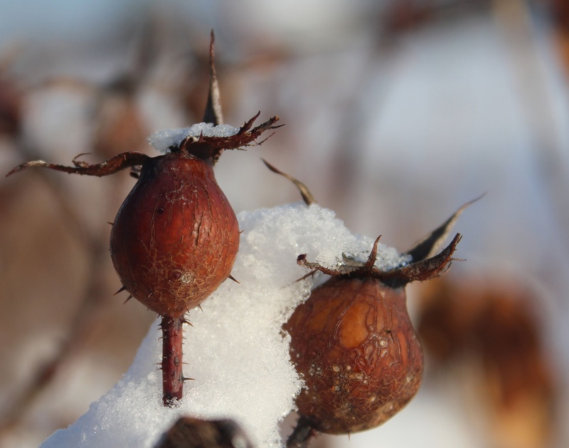 cold temperature, weather, snow, buds, season, focus on foreground, ice, nature, 2K, brown, cold, rose hip, day, flower, dry, plant, no people, food and drink