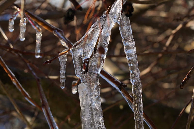 eiskristalle, stick - plant part, tree, outdoors, cold temperature, close-up, dry, plant stem, ice, twig, plant, icy, day, no people, 2K, focus on foreground