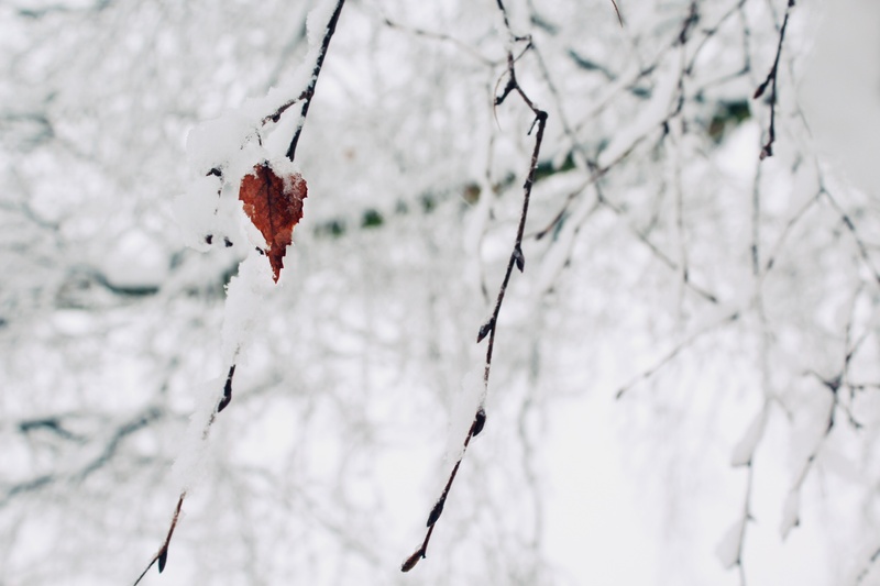 day, lonely, cold temperature, snow, food, outdoors, leaf, winter dream, nature, white color, cold, winter, red, snowed in, branch, aesthetic, winter forest