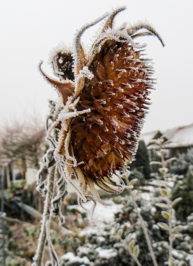 winter magic, outdoors, ice, cold - Temperature, christmas, frozen, sky, dead plant, close-up, wilted plant, no people, fragility, branch, vulnerability